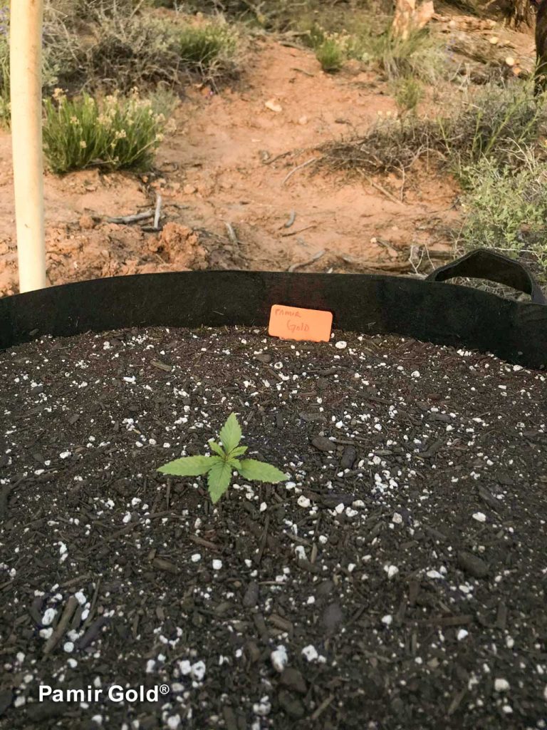 Pamir Gold seedling transplanted into 25-gallon fabric pots filled with an organic living soil