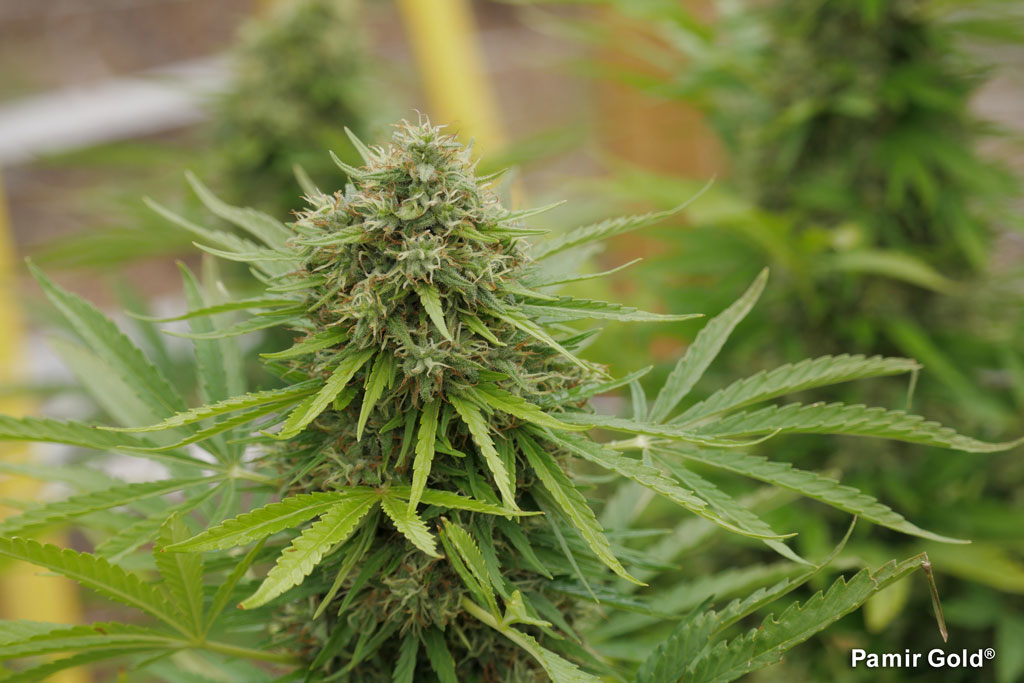 Pamir Gold's fast life cycle (80-100 days) is ideal for growers with shorter, more demanding climates