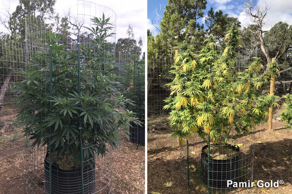 Pamir Golds outdoor harvest by week 23 after 9 weeks of flowering