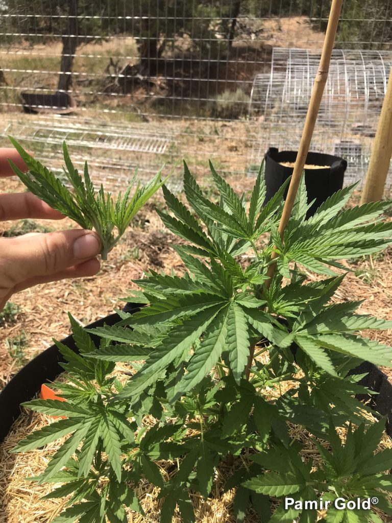 Pamir Gold outdoor topping and low stress training on week 8