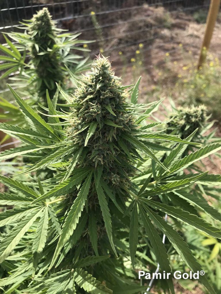 Pamir Gold did great at withstanding the brutal winds and monsoon rains of Colorado