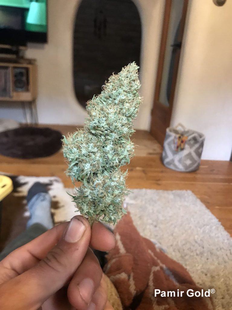 Pamir Gold trimmed cannabis bud with a beautiful colour-fade from red to purple