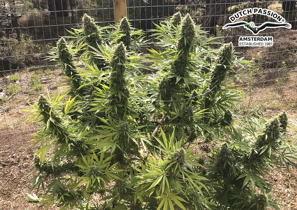 Pamir Gold 450g harvest at 2100m above sea level!