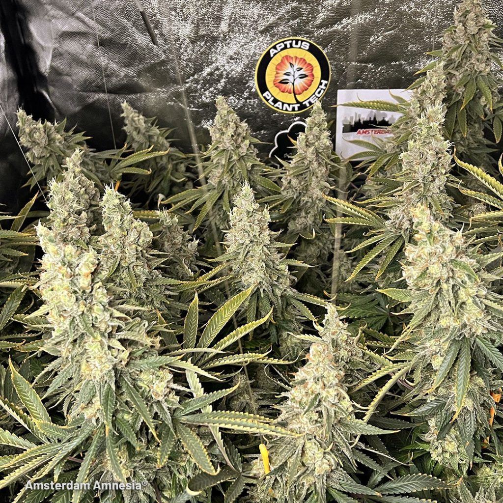 Amsterdam Amnesia indoor cannabis grow diary by DogDoctorOfficial