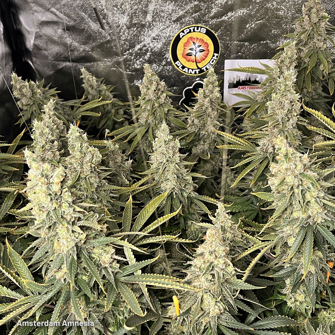 Amsterdam Amnesia indoor cannabis grow diary by DogDoctorOfficial