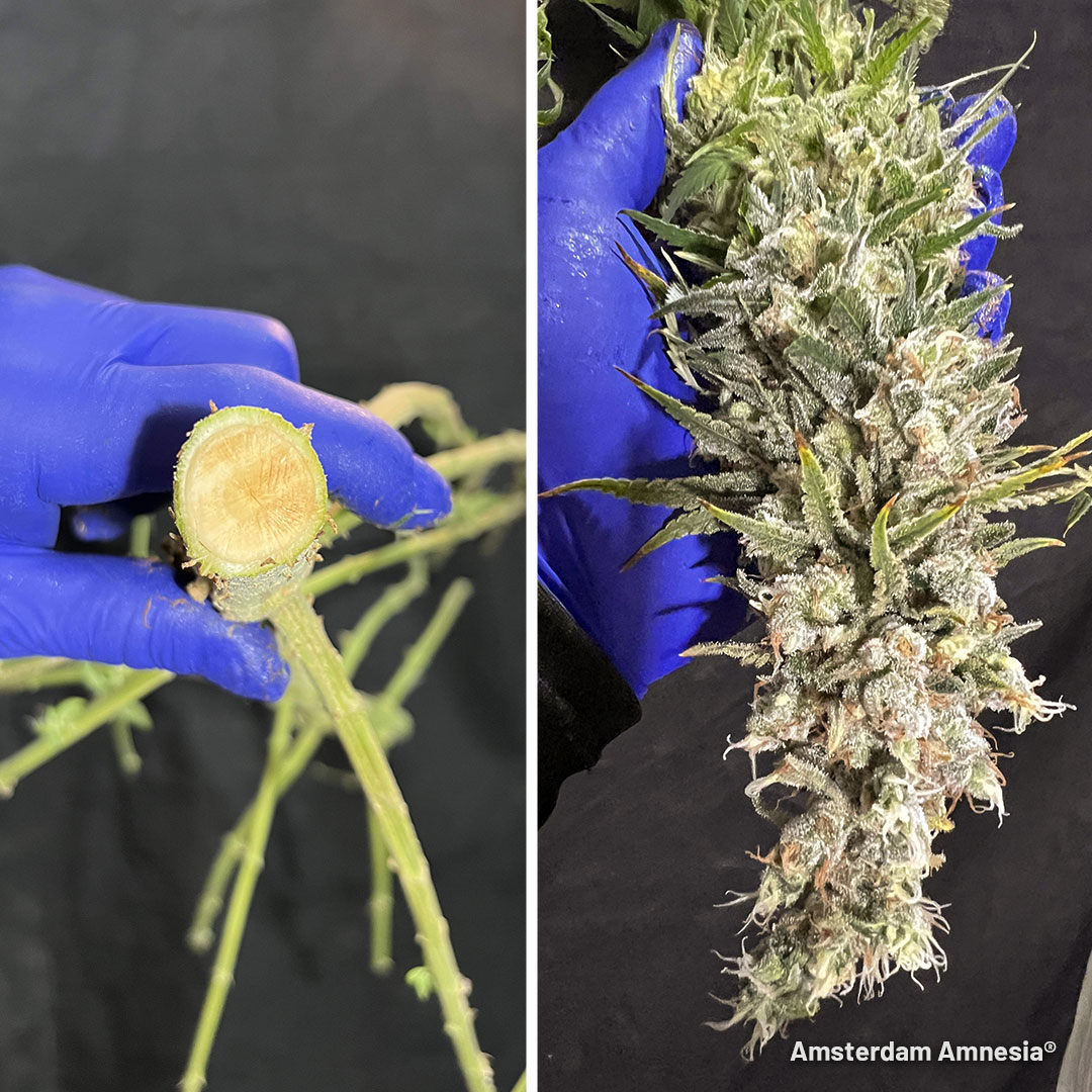 Amsterdam Amnesia thick stem and long bud by DogDoctorOfficial