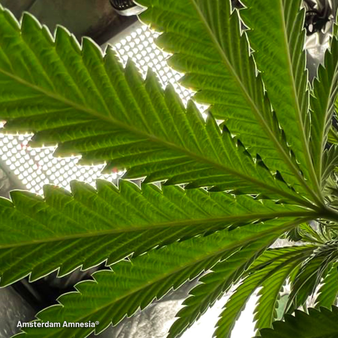 Amsterdam Amnesia healthy veg stage development by DogDoctorOfficial