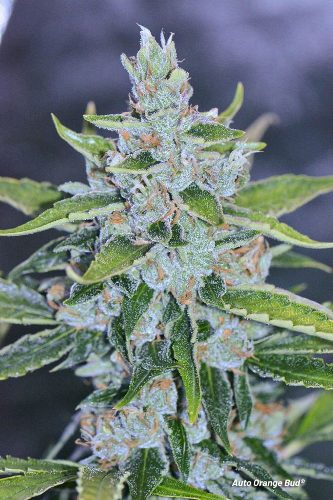 Auto Orange Bud Dutch Passion autoflower genetics orange family weed ganja budshot frosty cannabis