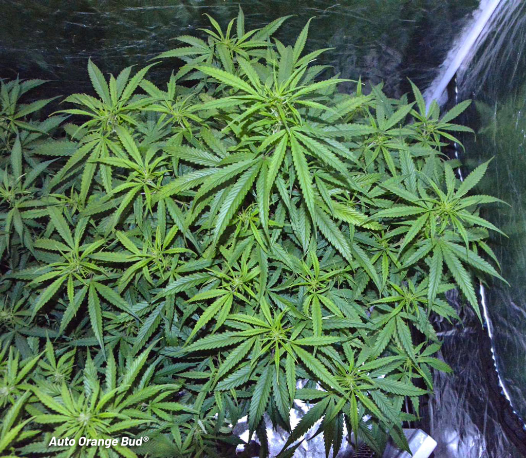 Auto Orange Bud Dutch Passion grow review blog report by teehee uk420 monster autoflower seeds early flowering