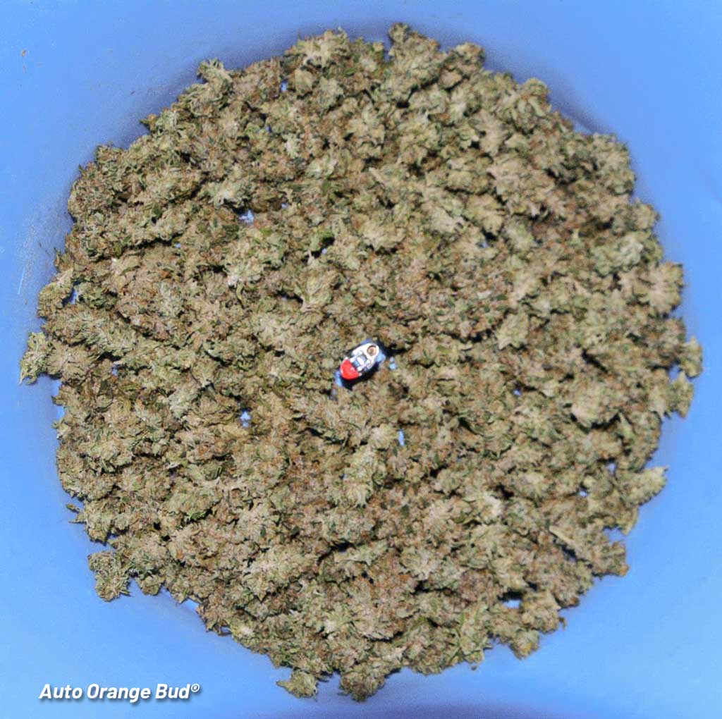 Auto Orange Bud Dutch Passion nugs buds dried flowers autoflower harvest indoor grown led