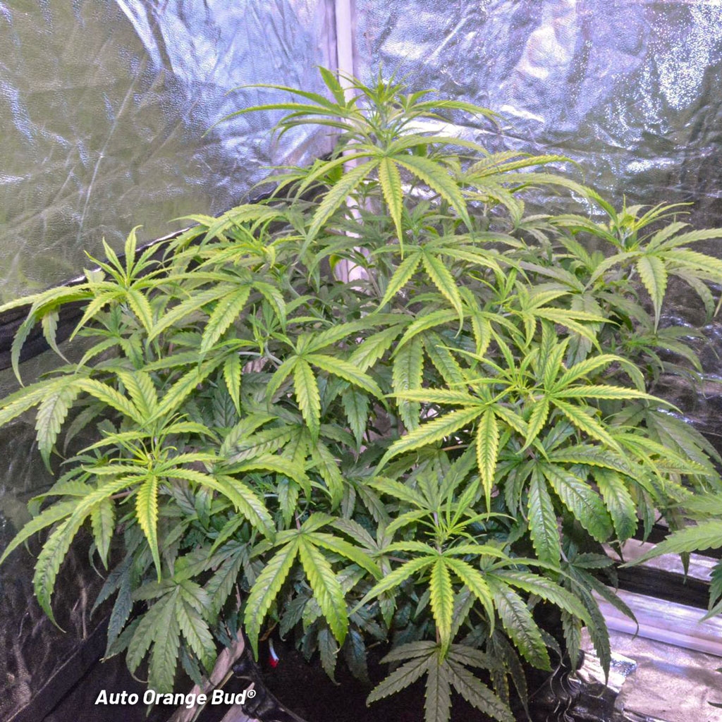 Auto Orange Bud Dutch Passion preflower indoor airpot led grown coco grow weed pictures