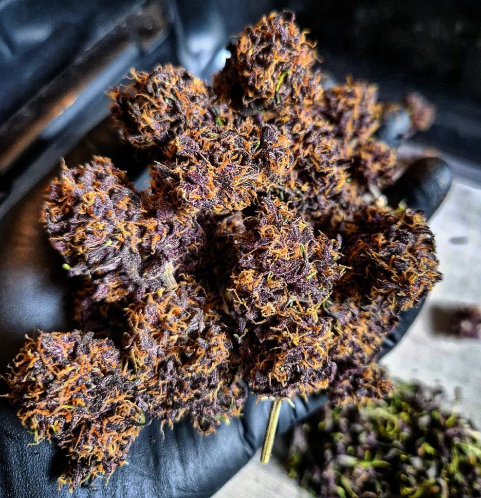 CBD Auto Blackberry Kush buds harvested by@Voyage420