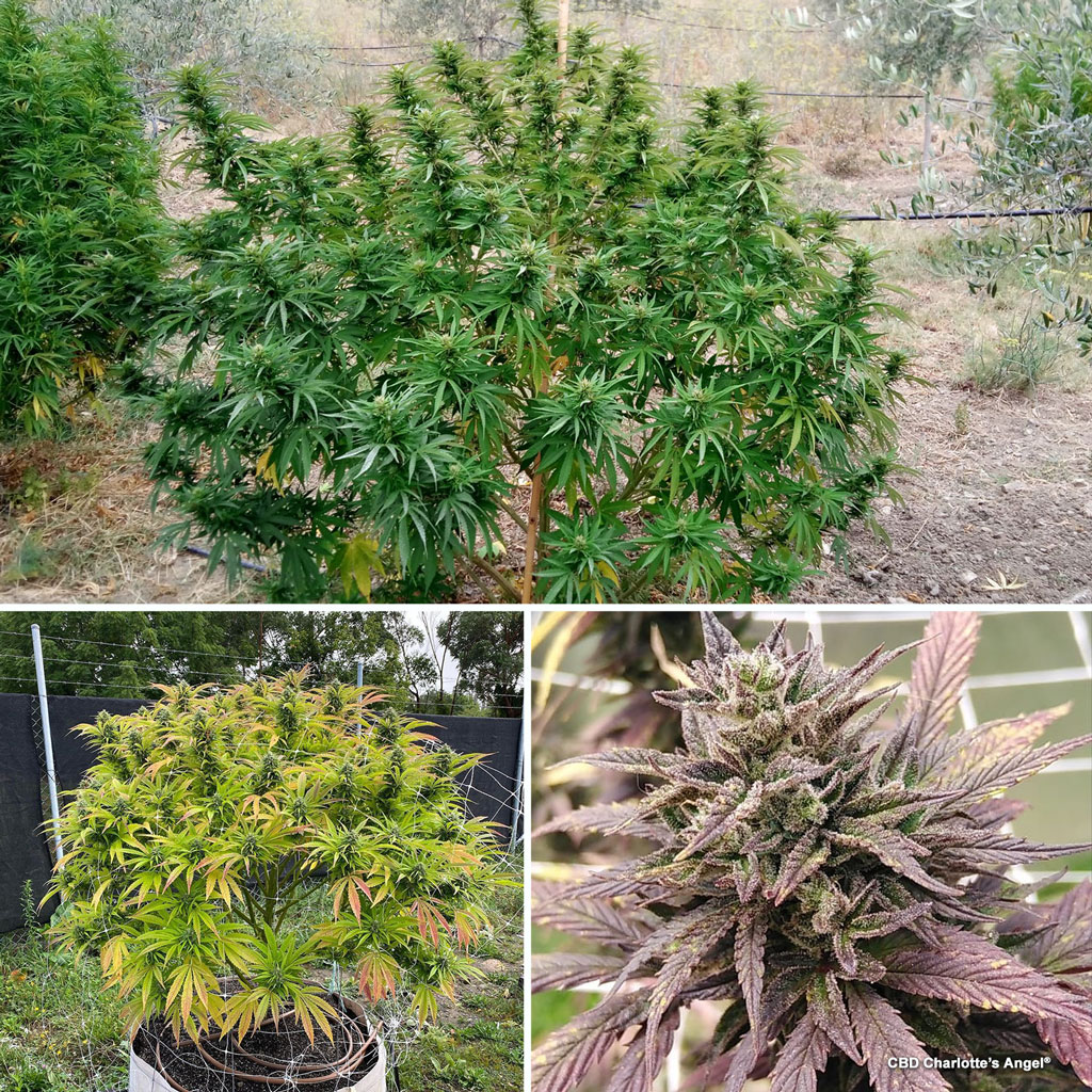 CBD Charlotte's Angel feminised medical cannabis grown outdoors