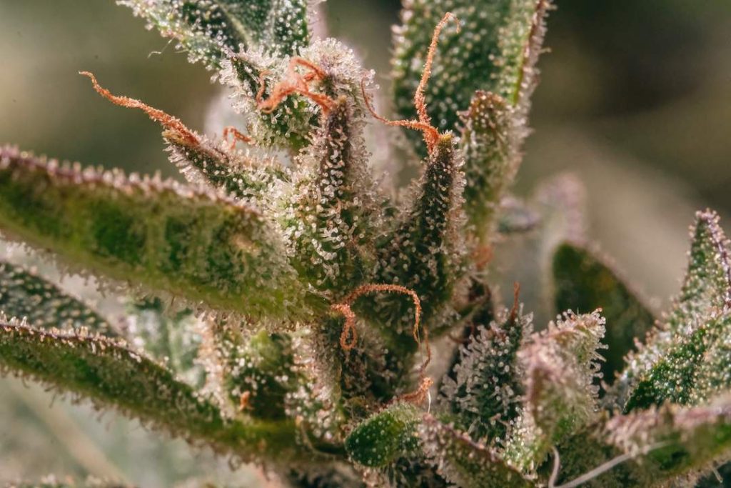 Auto CBD Victory feminised cannabis ready to harvest