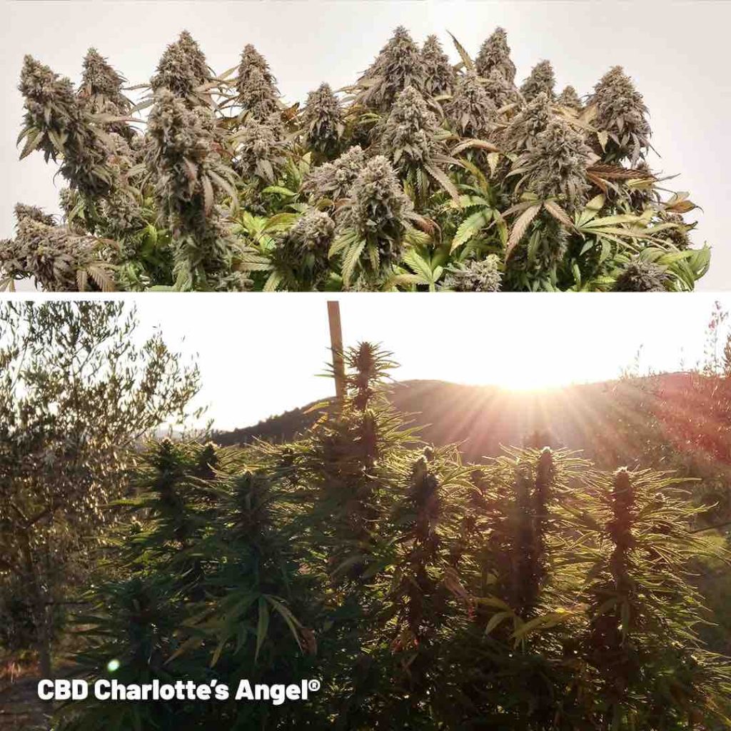 CBD Charlotte's Angel feminised cannabis grown outdoors