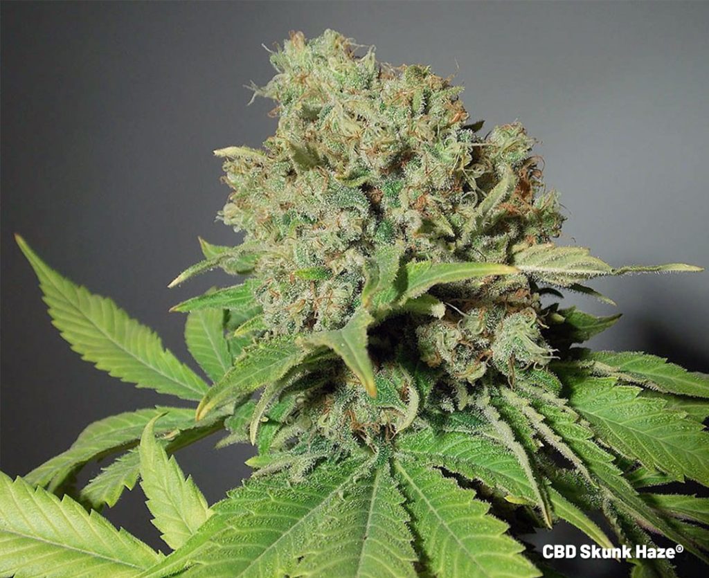 CBD Skunk Haze feminised cannabis seeds by Dutch Passion