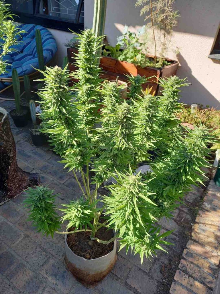 CBD Kush feminised cannabis grown outdoors