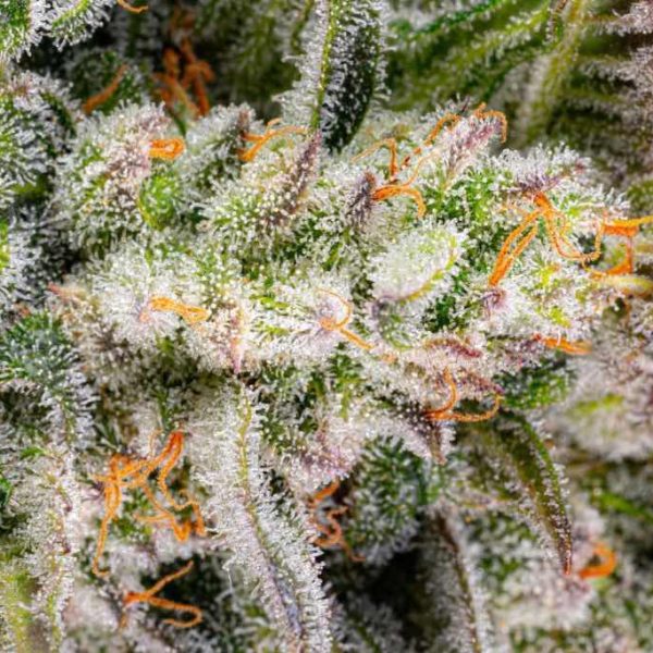 CBD rich cannabis bud macro trichomes ready for harvest