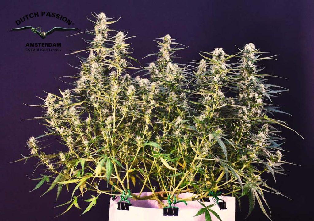 Auto Cinderella Jack 113g indoor harvest from a single plant