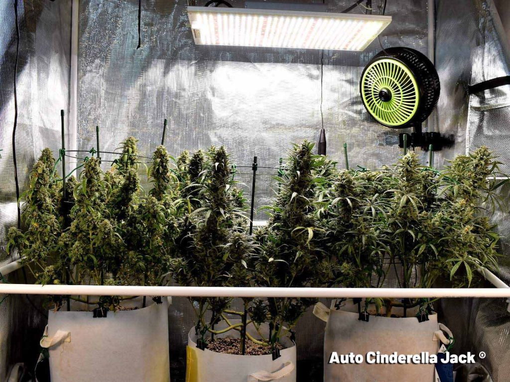 Auto Cinderella Jack grown indoors with LST and 240w LED