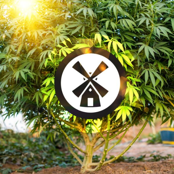 Top 10 tips for growing autoflower seeds outdoors