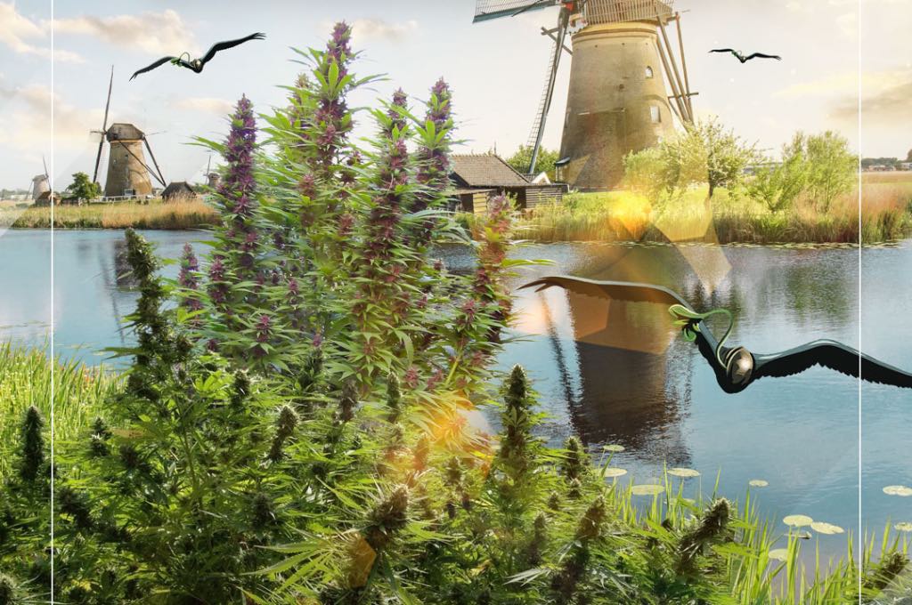 Kupte si 3 odrůdy z rodiny „Dutch Outdoor“ a tu nejlevnější dostanete zdarma!