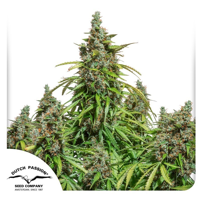 Auto Mazar feminised autoflower cannabis seeds by Dutch Passion
