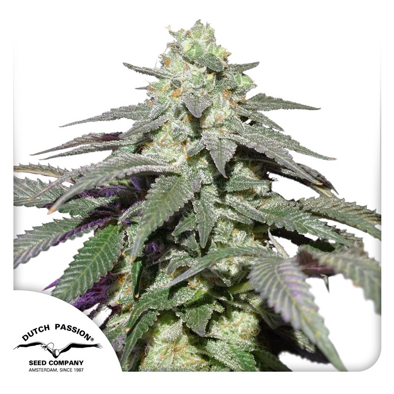 Auto Skywalker Haze feminised autoflower cannabis seeds by Dutch Passion
