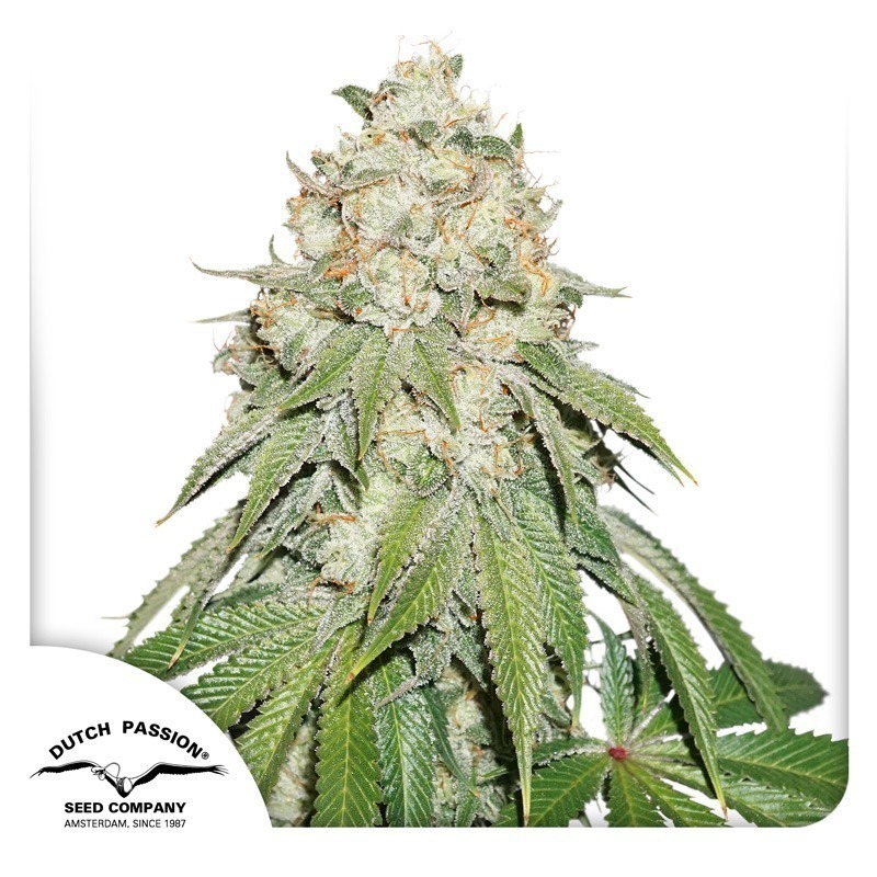 Banana Blaze feminised cannabis seeds by Dutch Passion