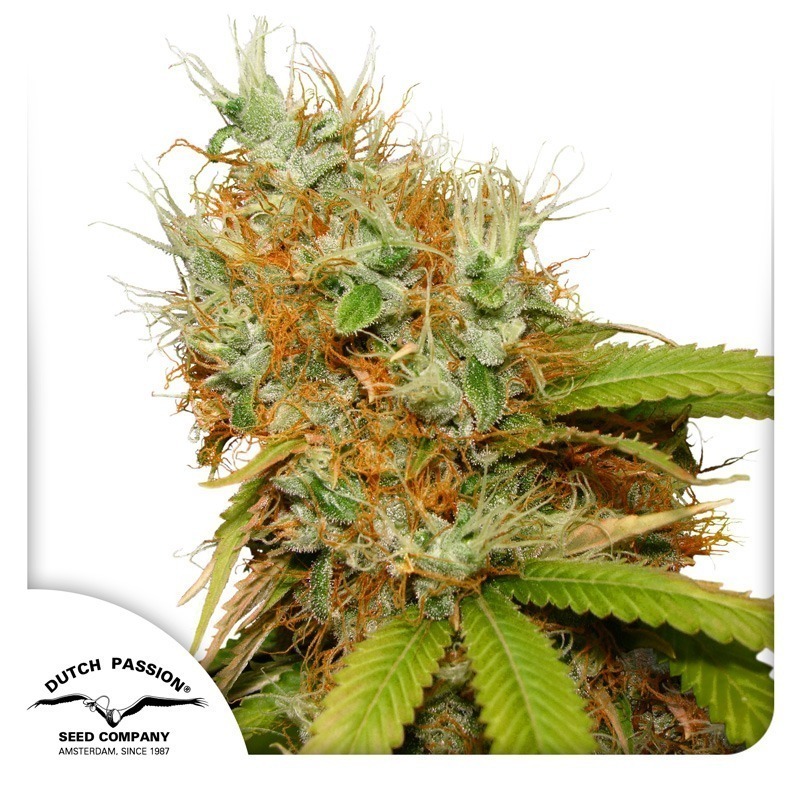 Mazar feminised cannabis seeds by Dutch Passion