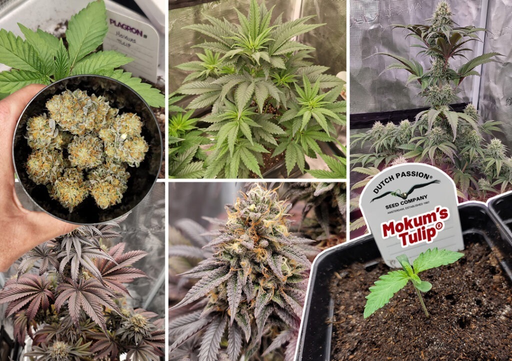 Homegrown Mokum's Tulip tested with over 25% THC