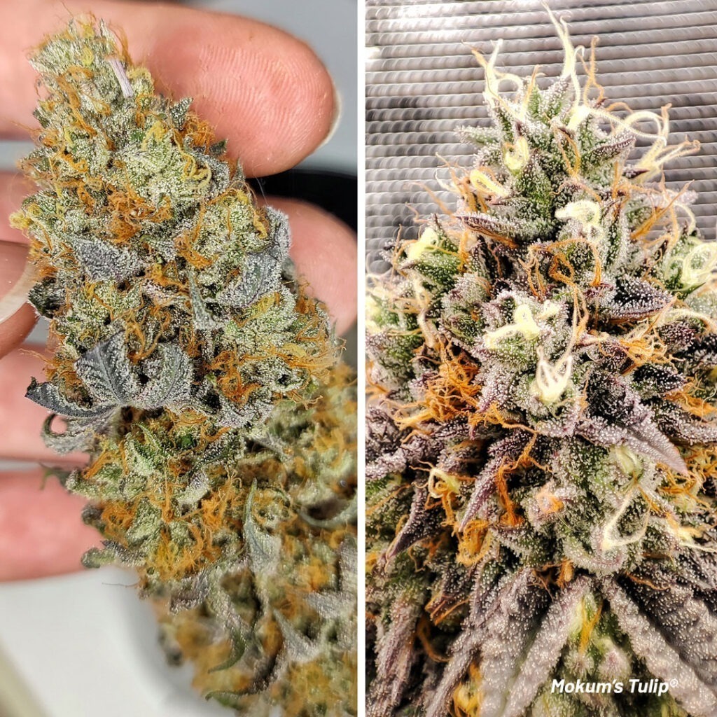 Mokun's Tulip exceptional bud quality achieved by providing optimised growing conditions