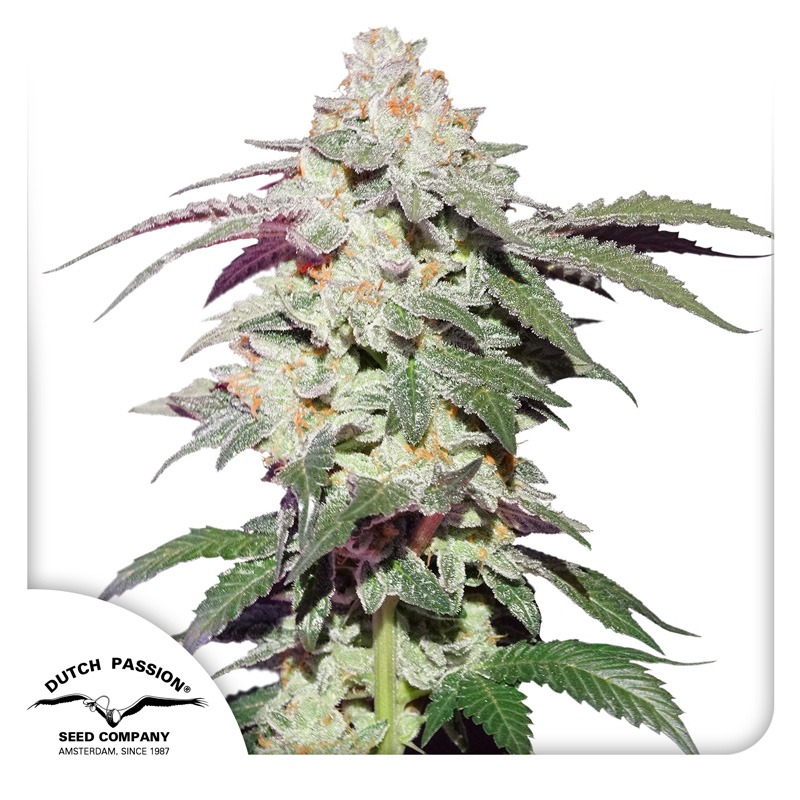 Skywalker Haze feminised cannabis seeds by Dutch Passion