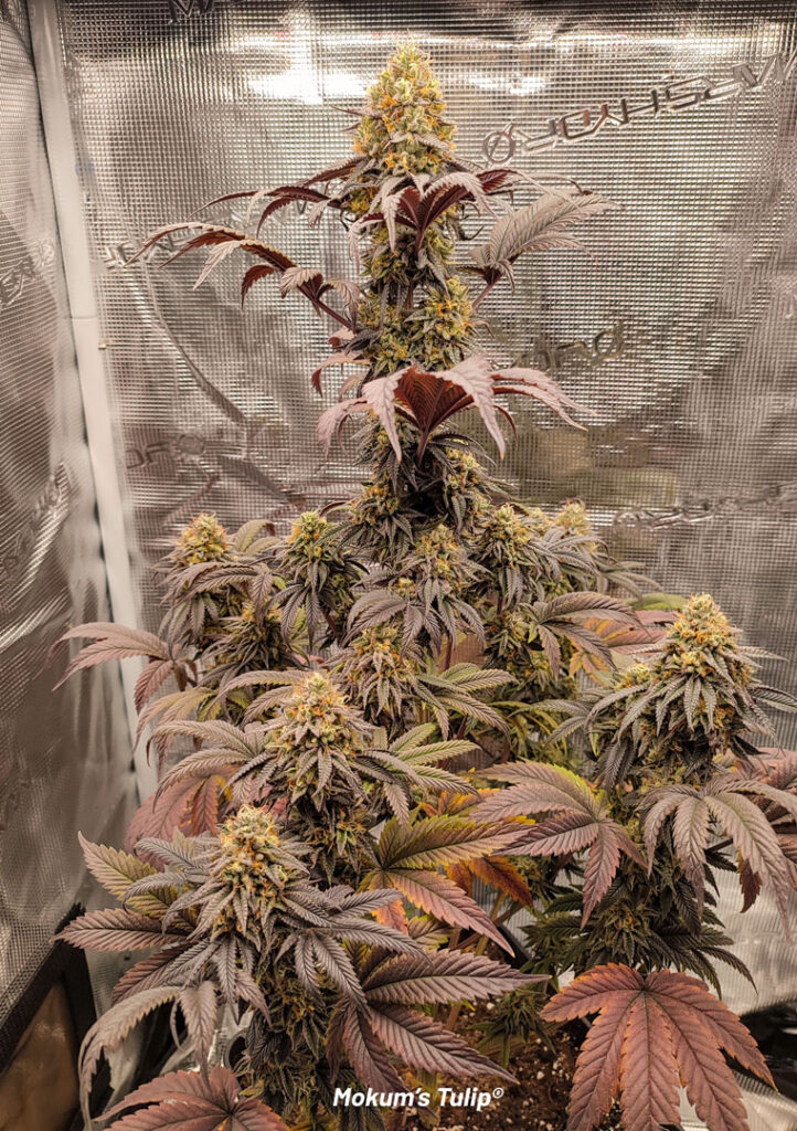 Mokum's Tulip by Weedganga420 in late flowering stage