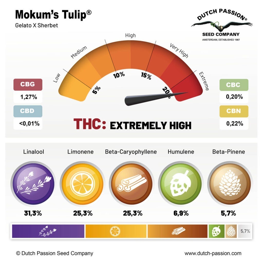 Cannabis growers love the pungent, delicious terpene profile of Mokum’s Tulip