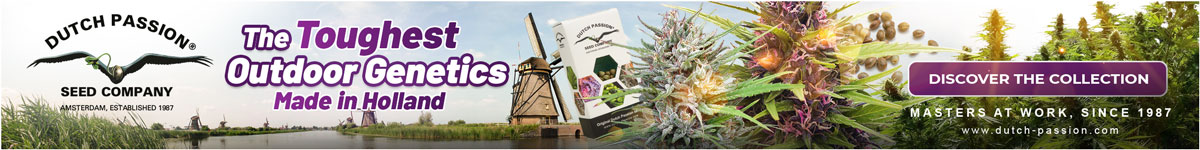 The toughest outdoor cannabis seed genetics made in Holland