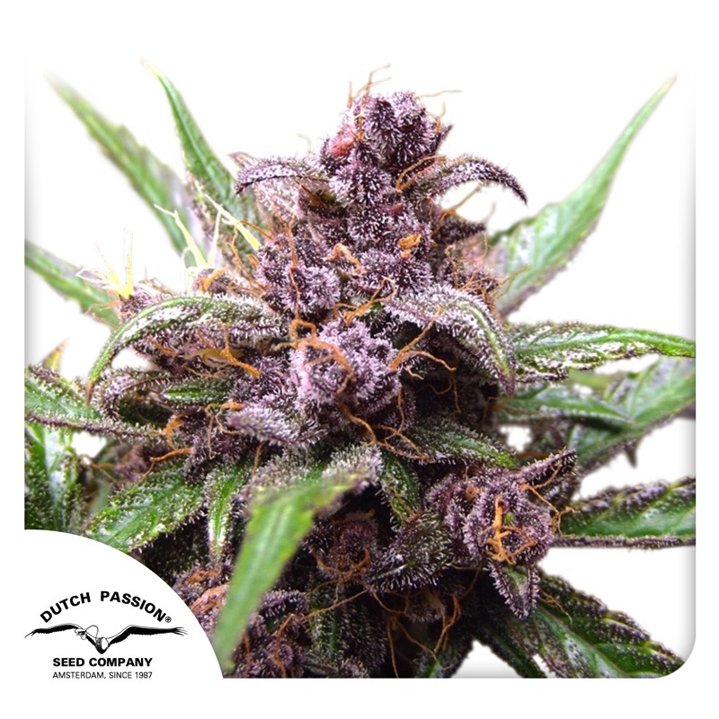 Auto Blackberry Kush cannabis seeds by Dutch Passion