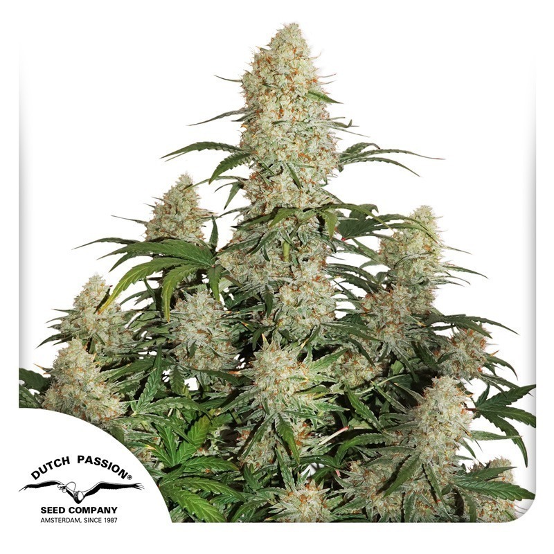 Auto Critical Orange Punch cannabis seeds by Dutch Passion