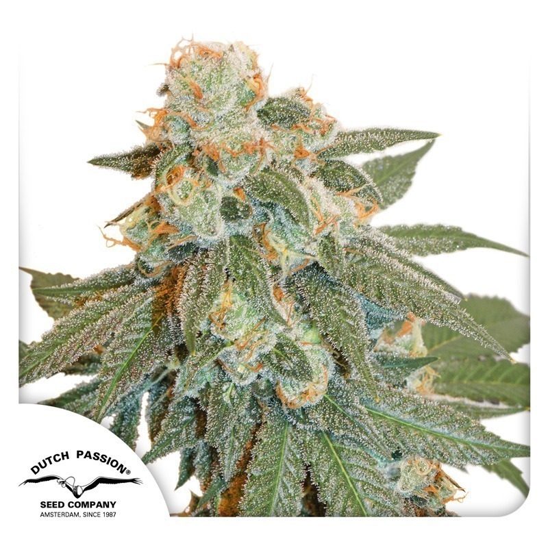 Auto Orange Bud cannabis seeds by Dutch Passion