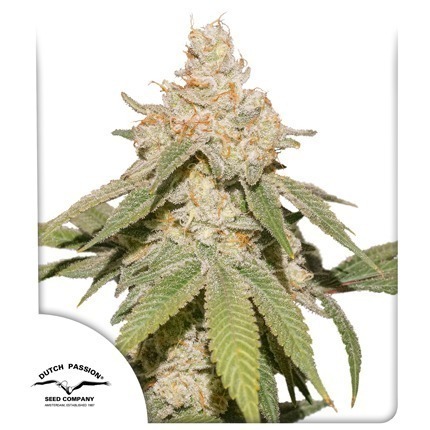 Auto SFV OG cannabis seeds by Dutch Passion