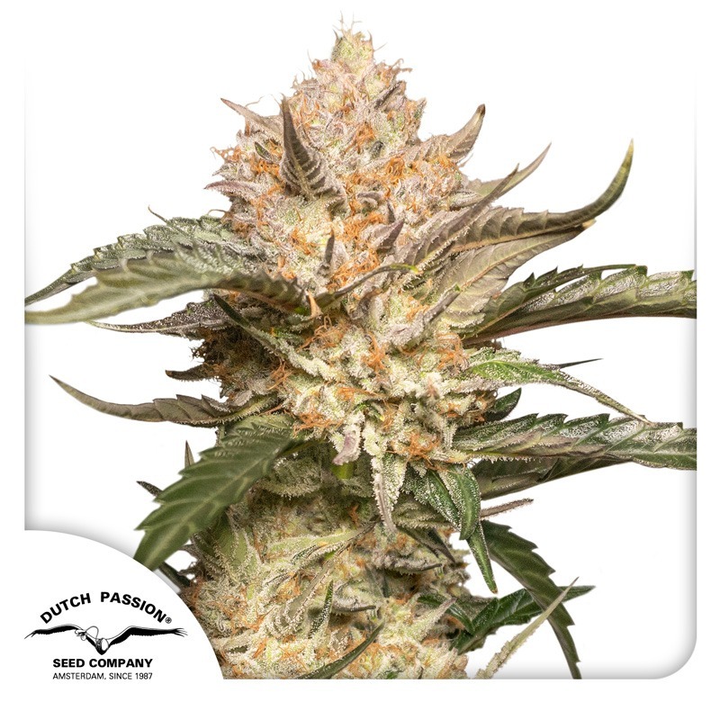 Auto Trichome & Cream cannabis seeds by Dutch Passion