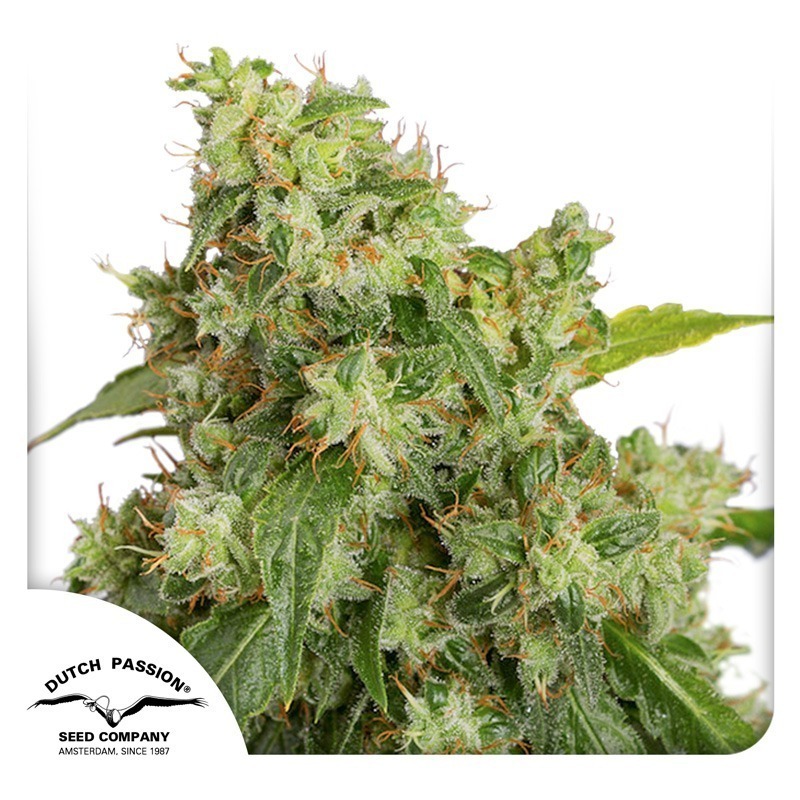 Auto Xtreme Haze cannabis seeds by Dutch Passion