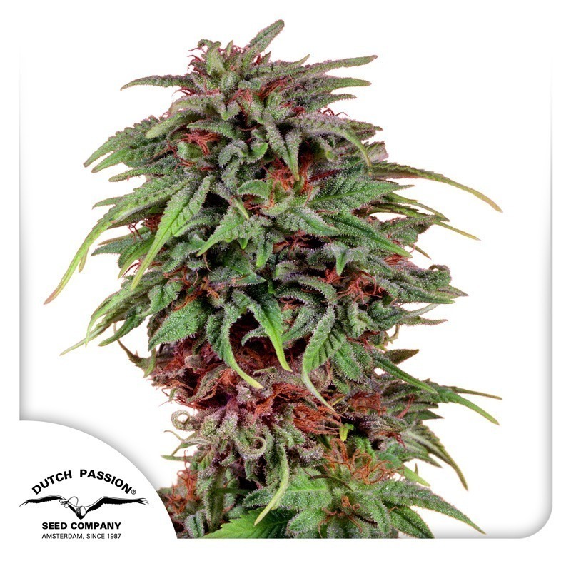 Durban Poison cannabis seeds by Dutch Passion