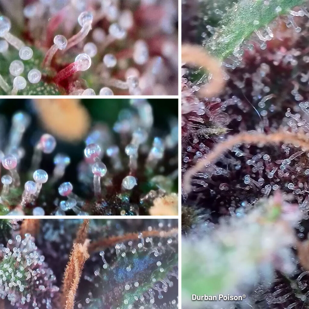 Durban Poison macro purple budshot trichomes harvest