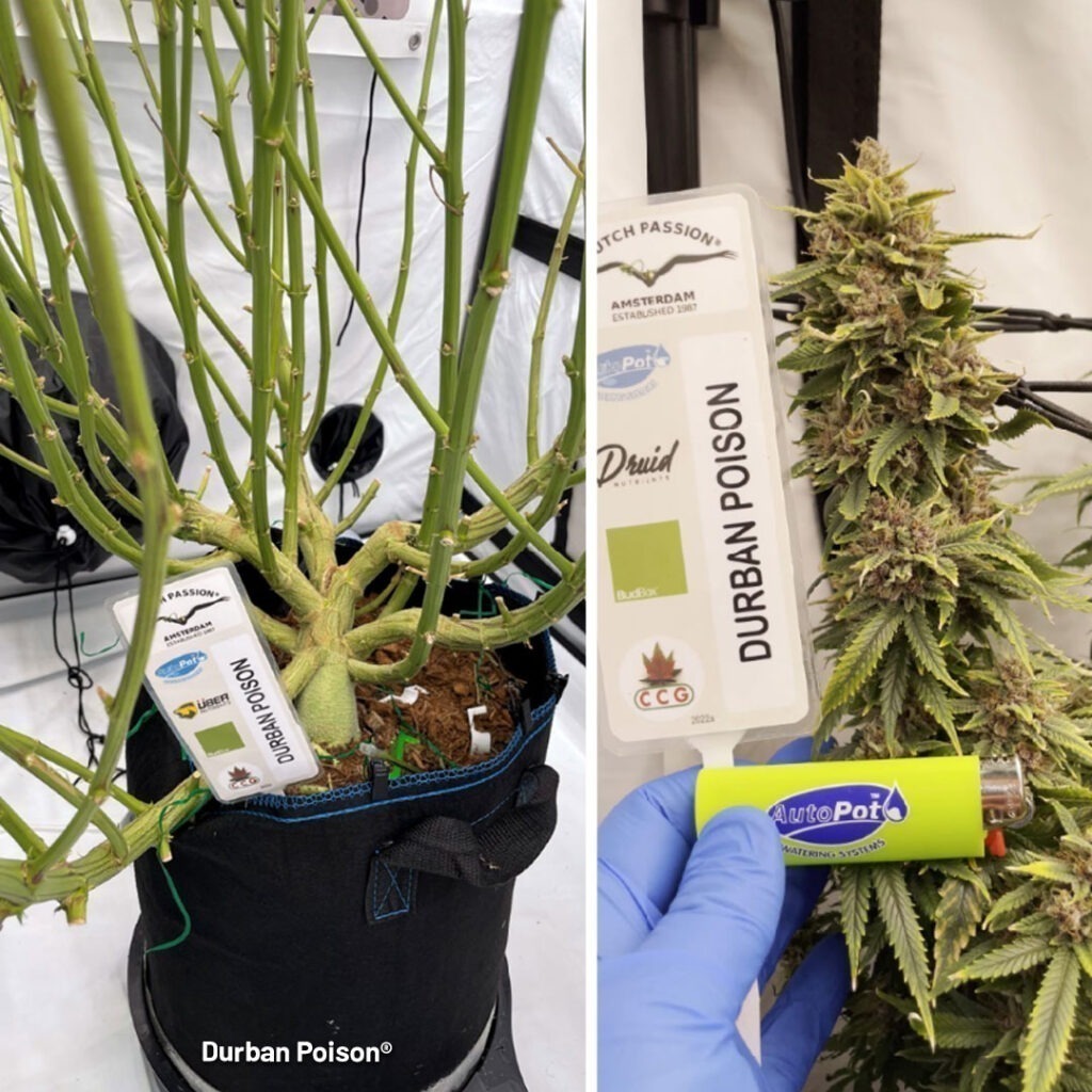 Durban Poison grow report cannabis seeds dutch passion