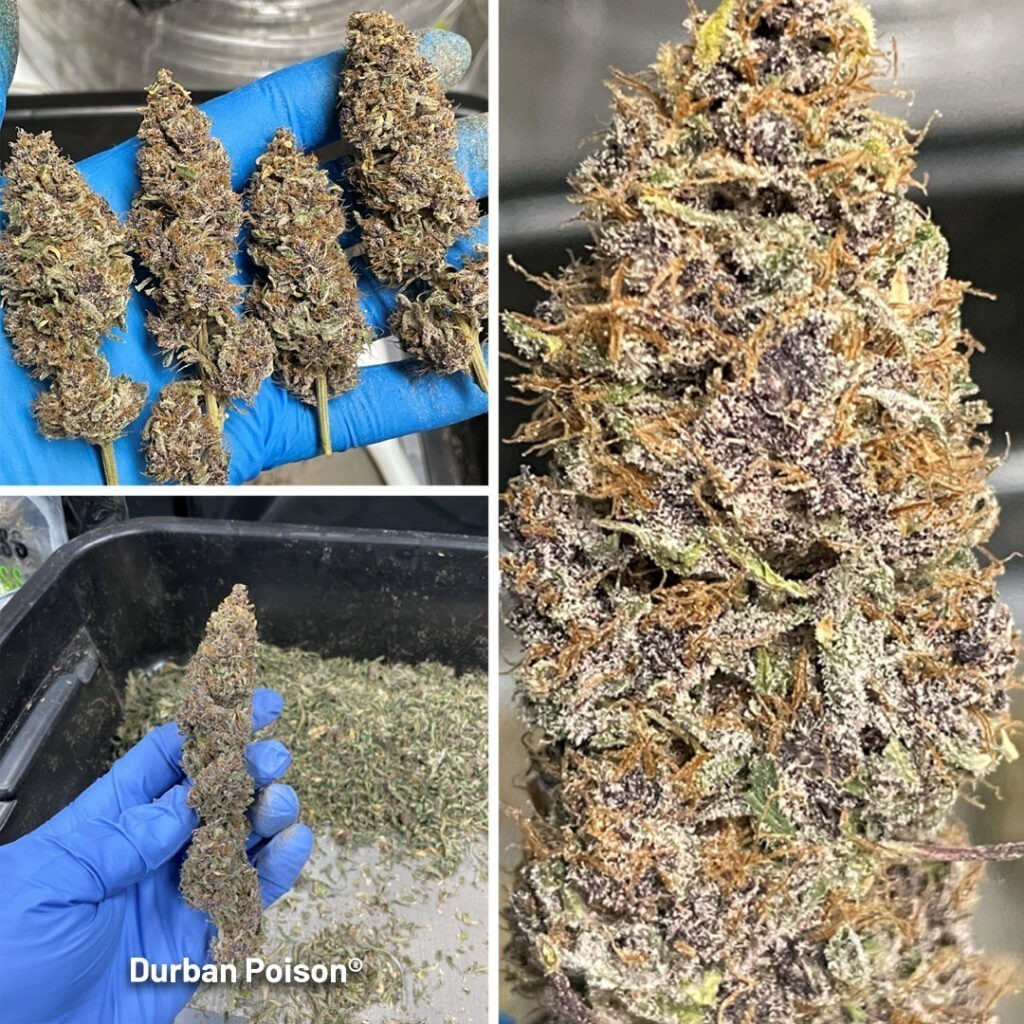 Durban Poison grow report dried cannabis flowers