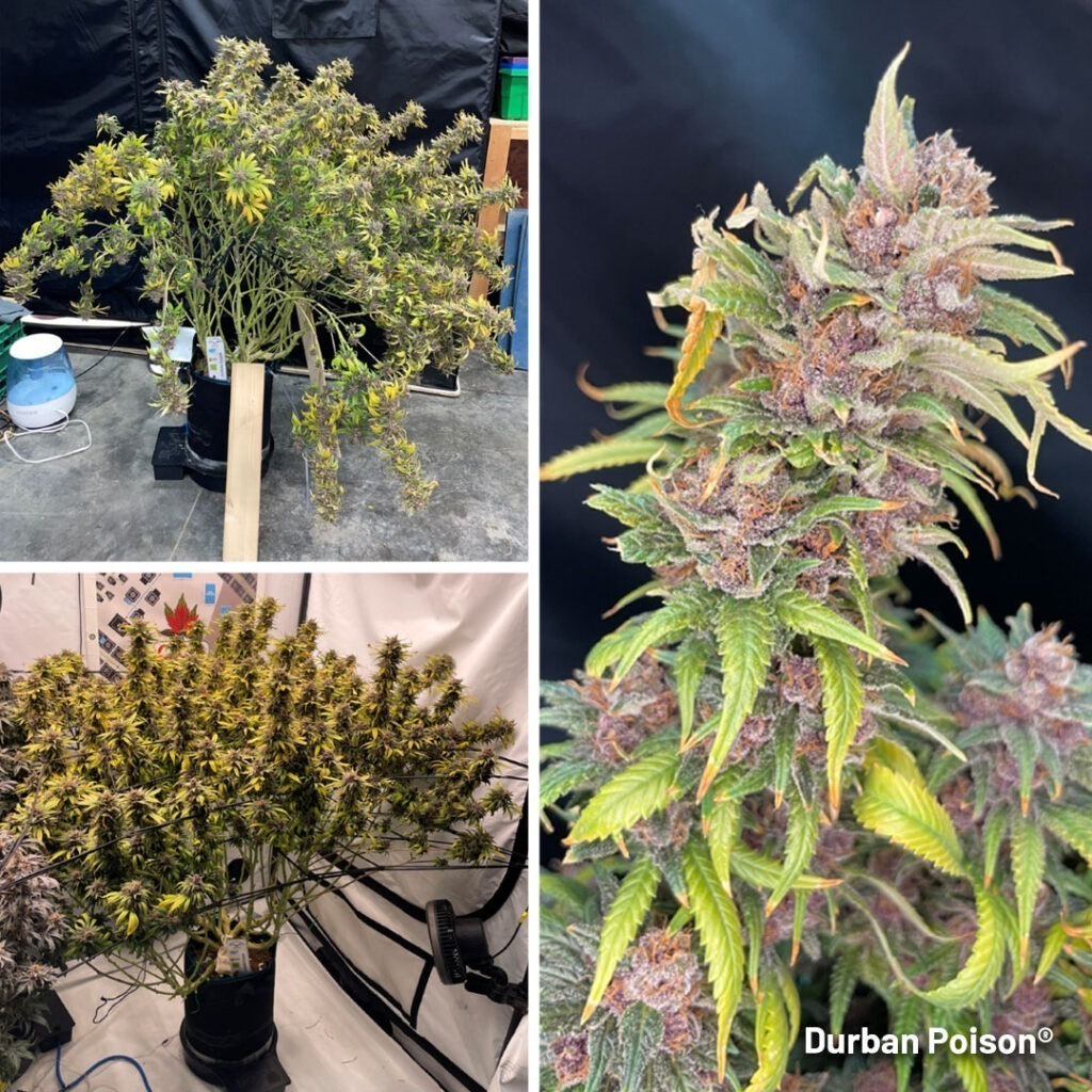 Durban Poison grow report indoor grow large huge plants