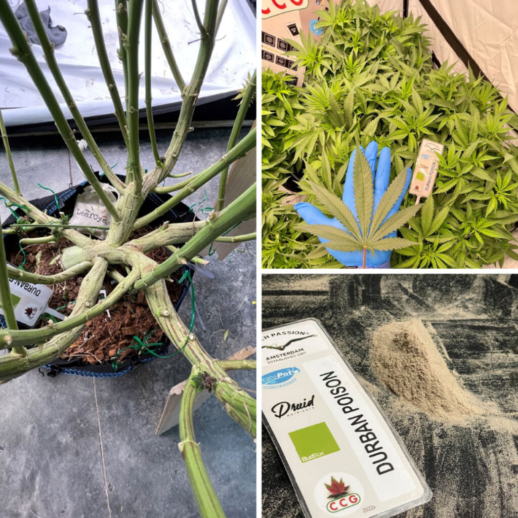 Durban Poison grow report indoor grow super thick branches