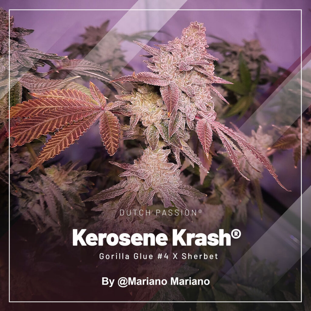 Kerosene Krash grown indoors by Mariano Mariano