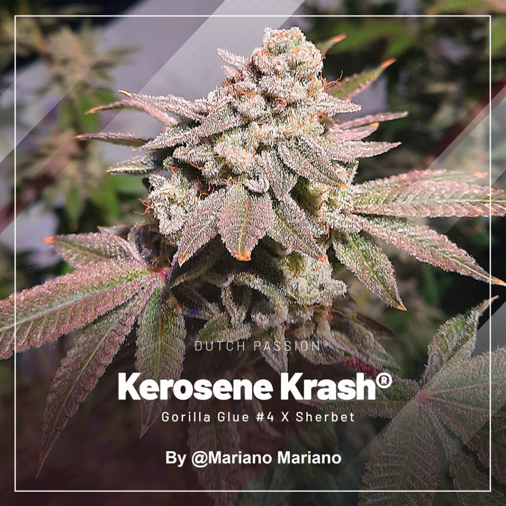 Kerosene Krash extreme resin potent terpy cannabis